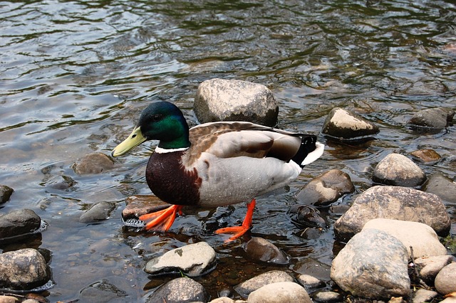 Ord på tværs: Tips til at finde de skjulte løsninger